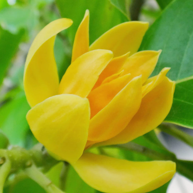 Magnolia orange blume samen for vibrant, beautiful garten blooms