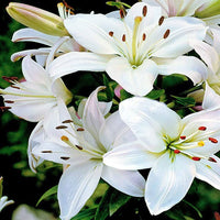 Lily lilium spp for anpflanzung in blume bed