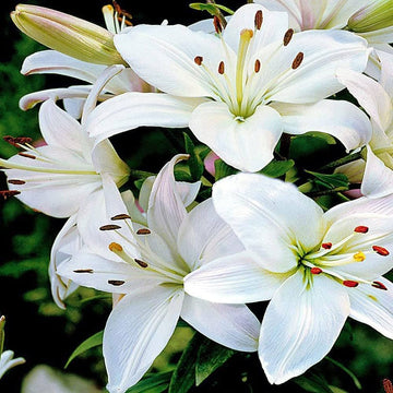 Lily lilium spp for anpflanzung in blume bed