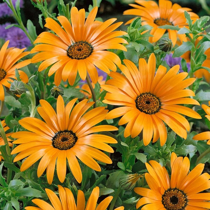 African Daisy Dimorphotheca aurantiaca Samen zur Aussaat Hausgarten Blume Beet