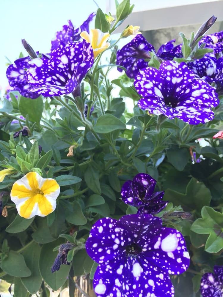 Petunie Blumensamen 'Night Himmelblau'