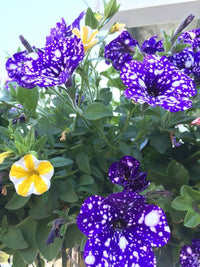 Petunie Blumensamen 'Night Himmelblau'