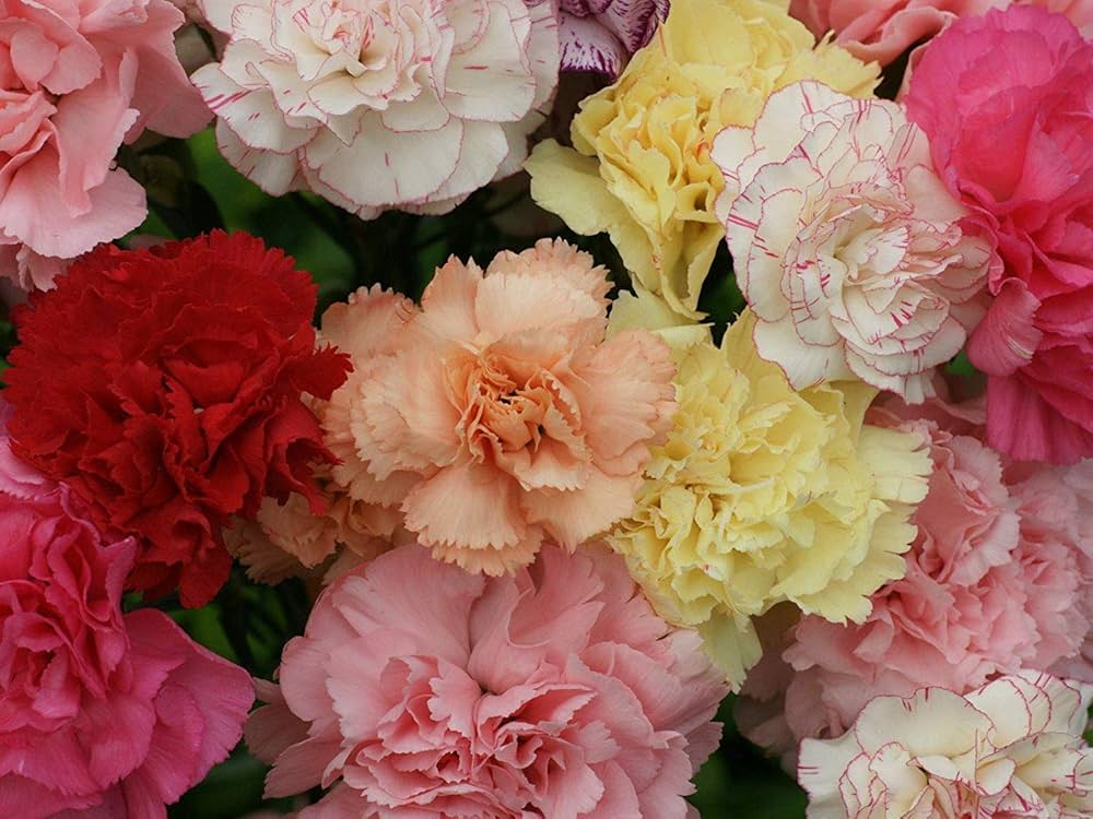 Nelke Nelke Rose Samen zur Aussaat Blume Beds Hausgarten