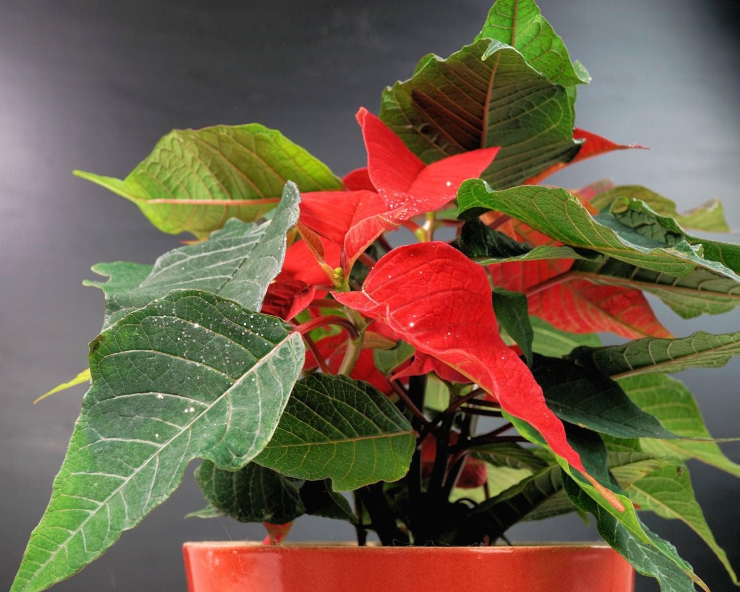 Rot Grün Weihnachtsstern Blumensamen zur Aussaat Rich Fragrance Traditionssorte & ohne Gentechnik Samen Hausgarten