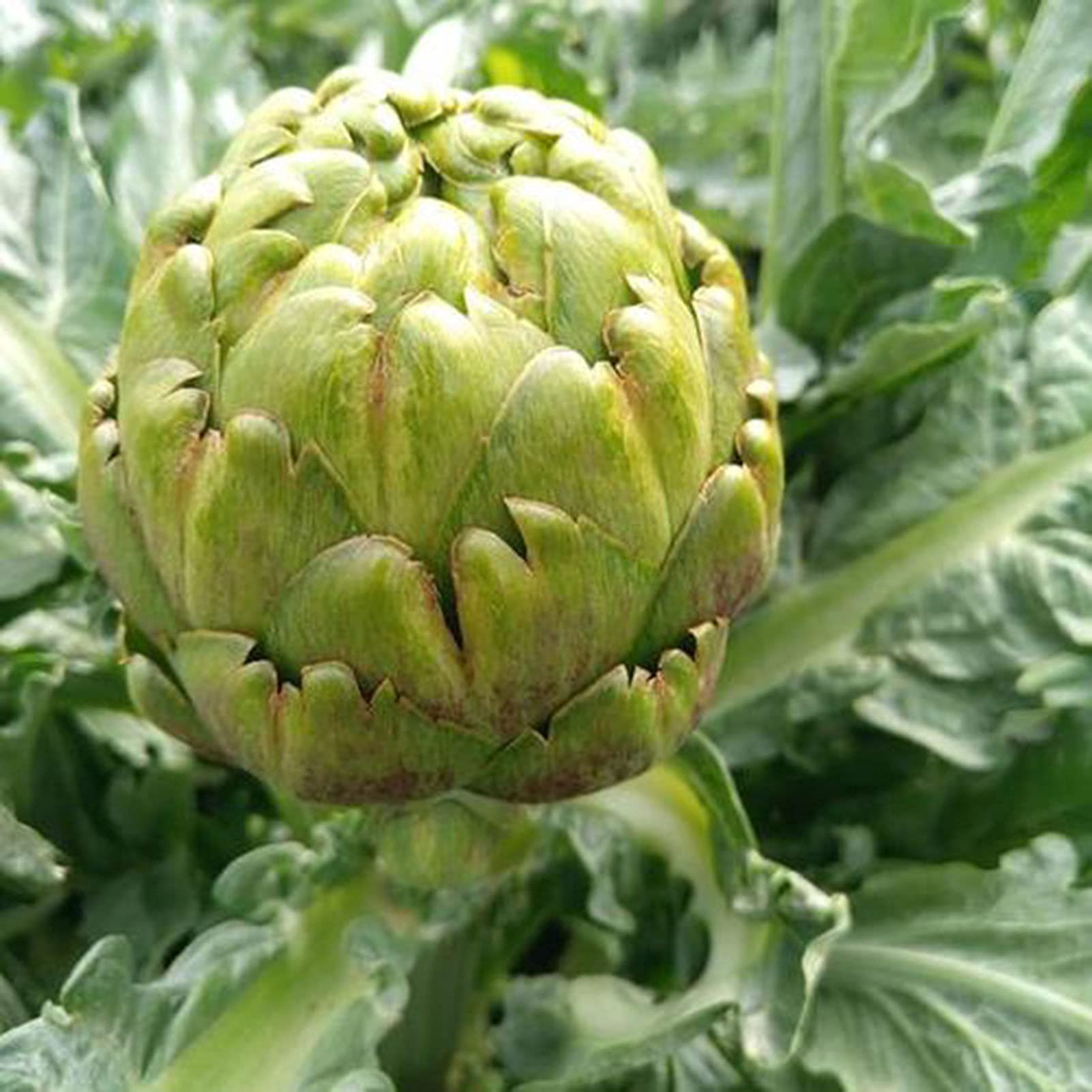 Glechoma Longituba Yield Garten Blumensamen Outdoors
