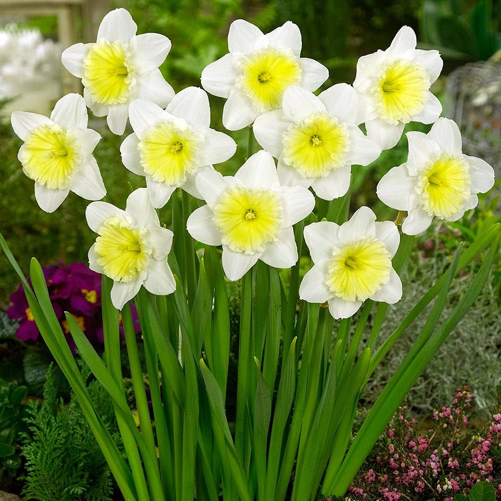 Weiß daffodil blume samen for easy anpflanzung