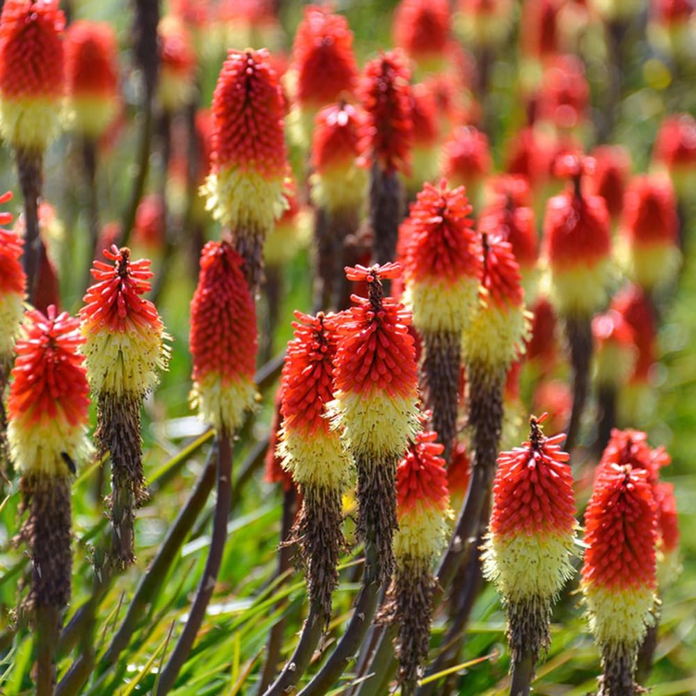 Gemischte Fackelblume Samen Lilie Kniphofia Uvaria Blumensamen