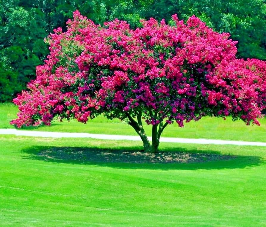 Crepe Myrtle Lagerstroemia Indica Samen zur Aussaat blühend Hedges Yard