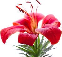 Asiatic lily lilium samen for anpflanzung in border garten