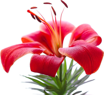 Asiatic lily lilium samen for anpflanzung in border garten