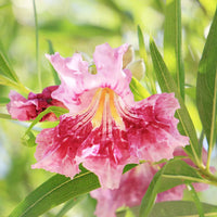 Desert willow chilopsis linearis for anpflanzung in garten