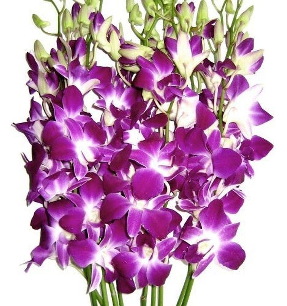 Weiß Violett Orchidee Blumensamen zur Aussaat sonnenliebend Traditionssorte & ohne Gentechnik Samen Hausgarten