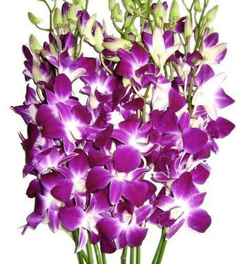 Weiß Violett Orchidee Blumensamen zur Aussaat sonnenliebend Traditionssorte & ohne Gentechnik Samen Hausgarten