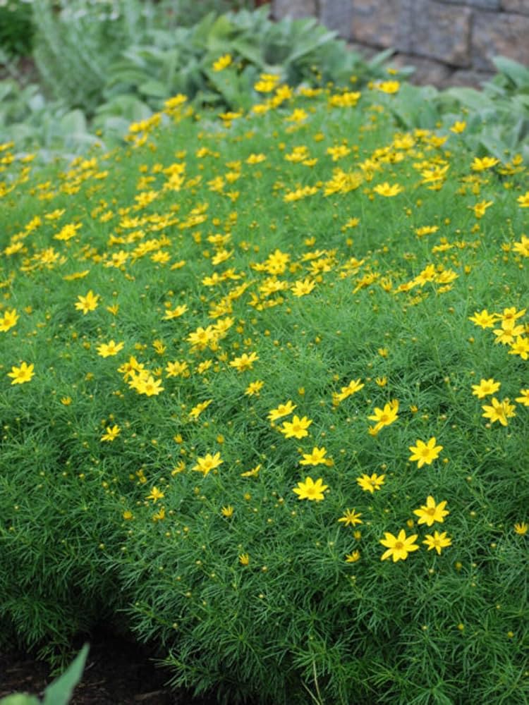 Gelb mehrjährig Blumensamen zur Aussaat hochwertige Qualitäts- Traditionssorte & ohne Gentechnik Samen Hausgarten