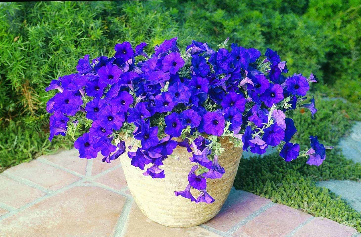 Pelletized Logro Floribunda Blau Petunie Samen leuchtend Garten Blüten