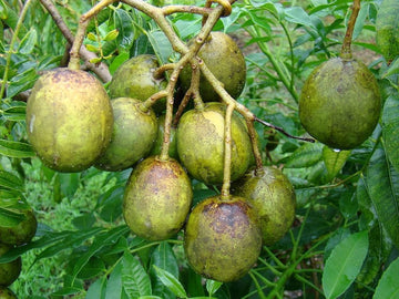 Spondias Fruit Samen zur Aussaat Anzucht tropisch Fruit Trees at Haus