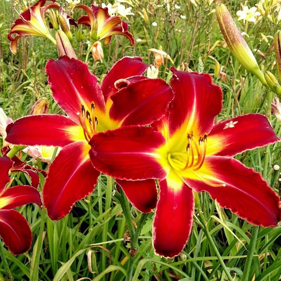 Daylily Keep the Faith Reblooming Samen