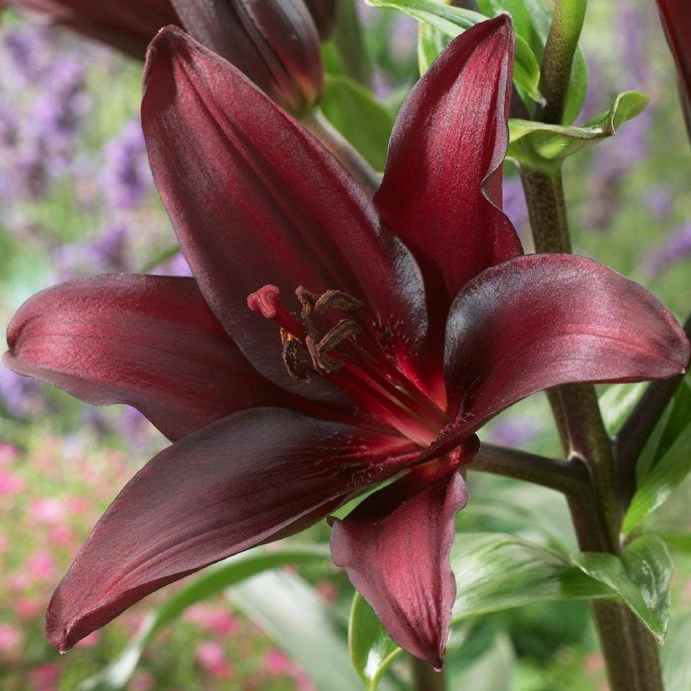 dunkel Rot Lilium Blumensamen zur Aussaat Wildblume Mischung Traditionssorte & ohne Gentechnik Samen Hausgarten