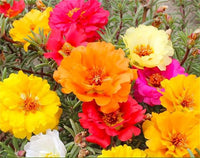 Rose Rosa spp Blumensamen zur Aussaat Blume Beet