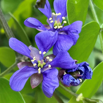 Lignum vitae guaiacum sanctum for anpflanzung in tropical garten