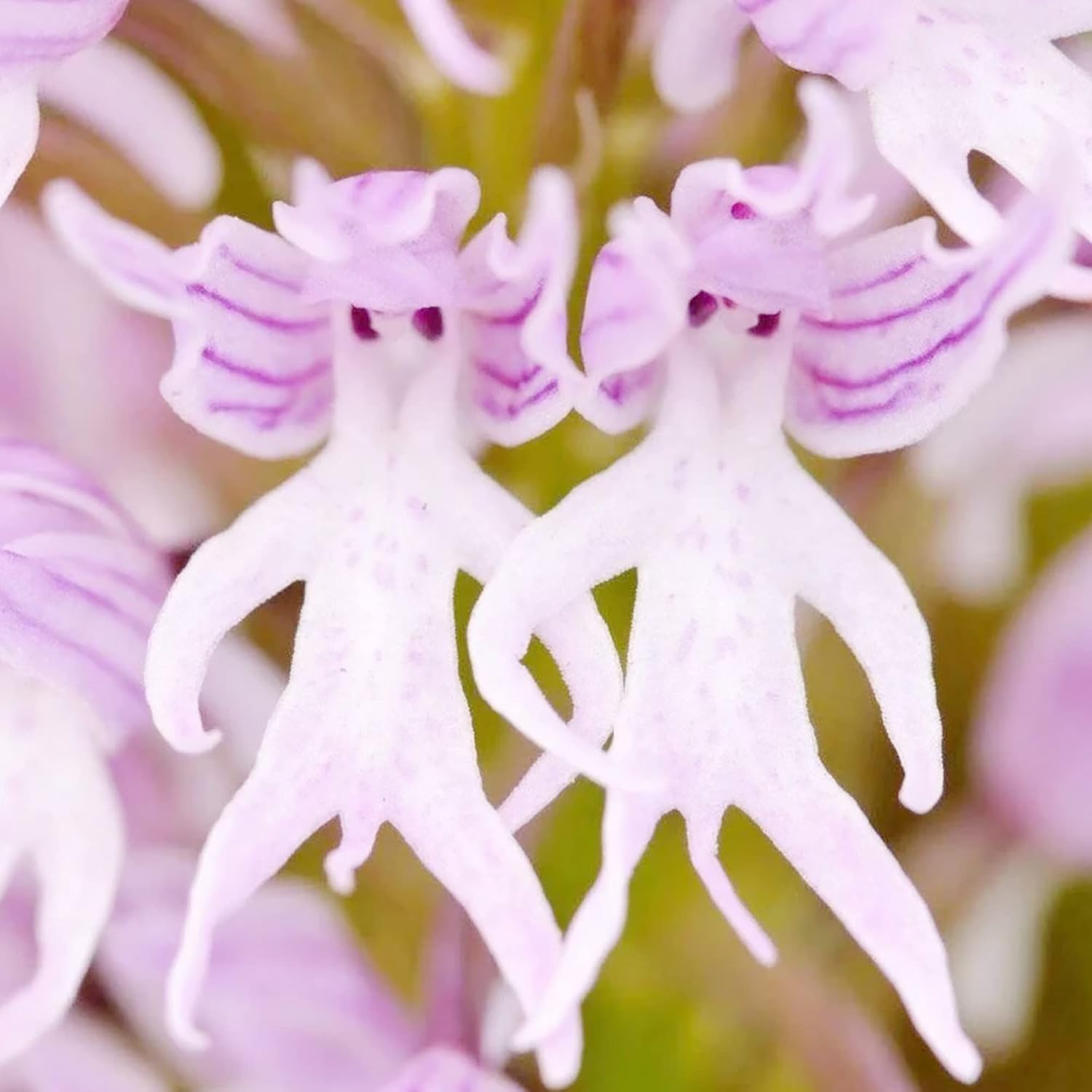 Samen Orchidee Blumensamen zur Aussaat – robust Sorte – Traditionssorte & ohne Gentechnik Samen Hausgarten