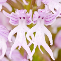 Samen Orchidee Blumensamen zur Aussaat – robust Sorte – Traditionssorte & ohne Gentechnik Samen Hausgarten