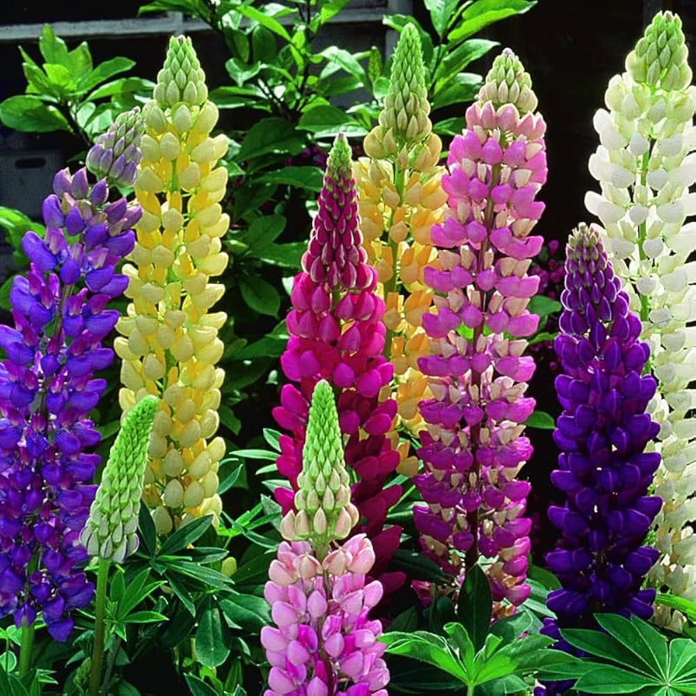 Russell Lupine Samen zur Aussaat Kollektion