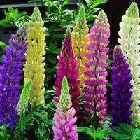 Russell Lupine Samen zur Aussaat Kollektion