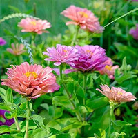 Zinnia art deco fiore mix samen for colorful blooms