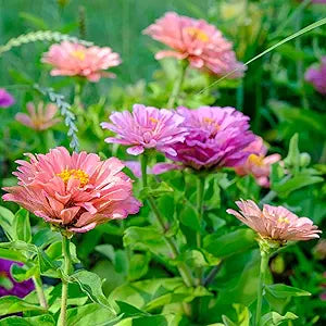 Zinnia art deco fiore mix samen for colorful blooms