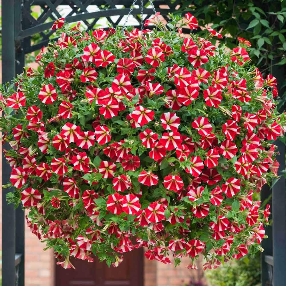 Pelletta petunia ultra rot star samen
