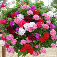 Ivy geranium blume samen for anpflanzung - perfect for borders, heirloom & gmo free samen for home garten
 
 sale samen for anpflanzung in home garten