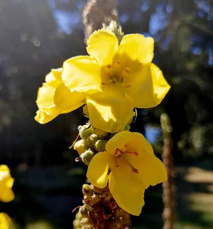 Verbascum Densiflorum Mullein Blumensamen (Flowerssamen von Verbascum Densiflorum)