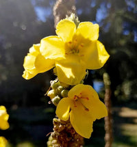 Verbascum Densiflorum Mullein Blumensamen (Flowerssamen von Verbascum Densiflorum)