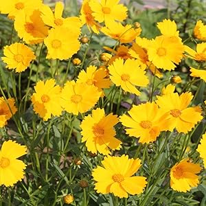 Coreopsis Coreopsis spp Blumensamen zur Aussaat Blume Beet