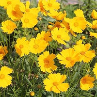 Coreopsis Coreopsis spp Blumensamen zur Aussaat Blume Beet