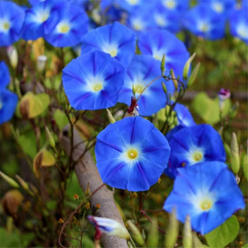 Blau Phantom Petunie Samen – Traditionssorte ohne Gentechnik lang Blüte Blumen Hausgarten Aussaat