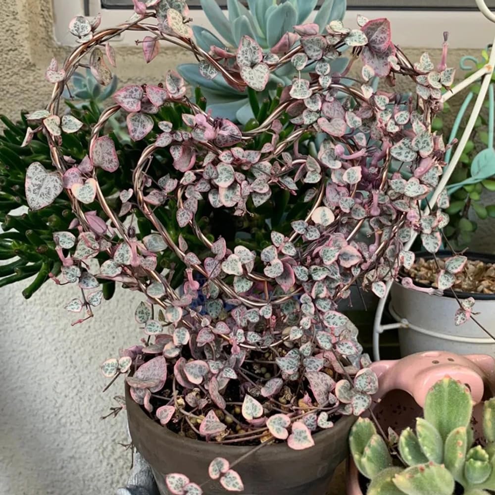 kaufen ceropegia pflanze pflanzung samen collection Stück, 100 Stück