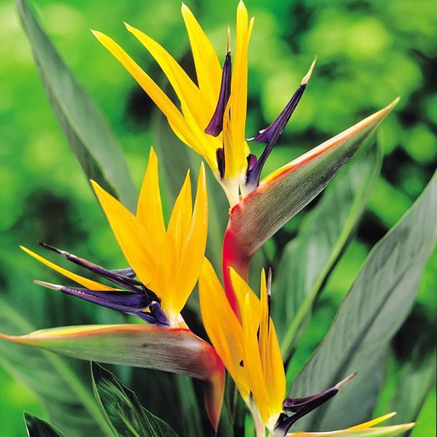 Orange & violet strelitzia samen - exotic blume anpflanzung