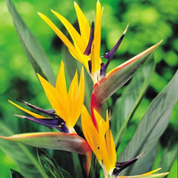 Orange & violet strelitzia samen - exotic blume anpflanzung
