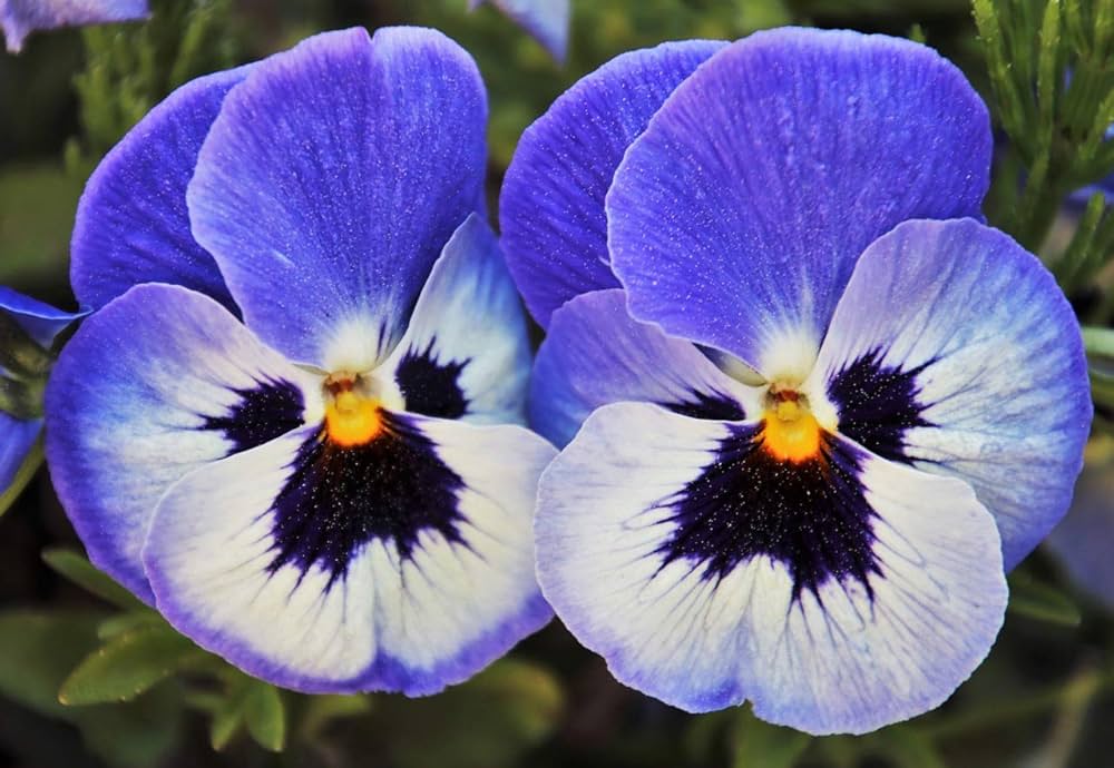 Joker hell Blau Stiefmütterchen Samen zur Aussaat Blume Pots Cool Climates