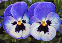 Joker hell Blau Stiefmütterchen Samen zur Aussaat Blume Pots Cool Climates