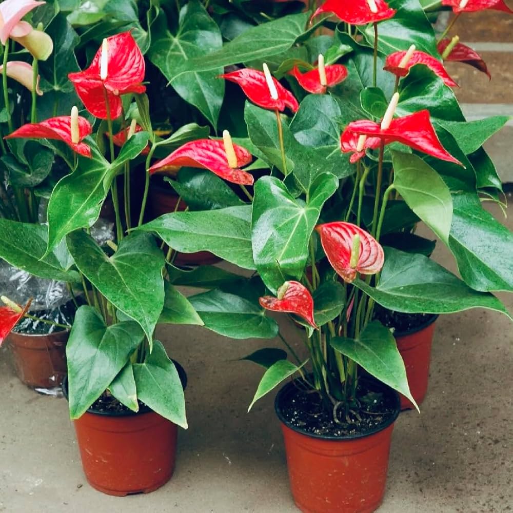 Rot Weiß Flamingoblume zur Aussaat Schnitt Blume beliebt Traditionssorte & ohne Gentechnik Samen Hausgarten