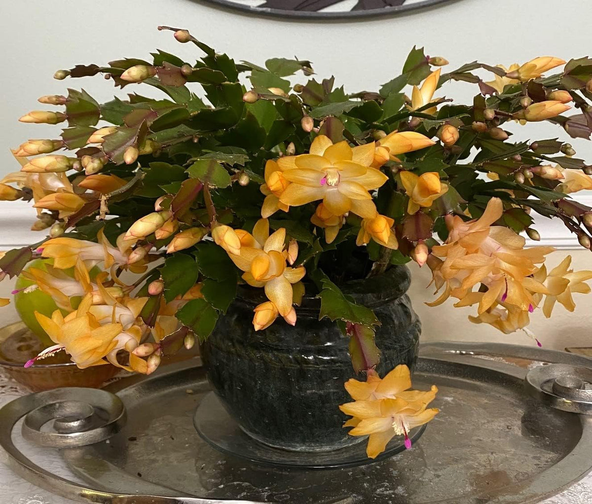 Gelb (gelb schlumbergera) samen for anpflanzung in home garten