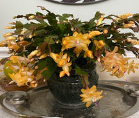 Gelb (gelb schlumbergera) samen for anpflanzung in home garten
