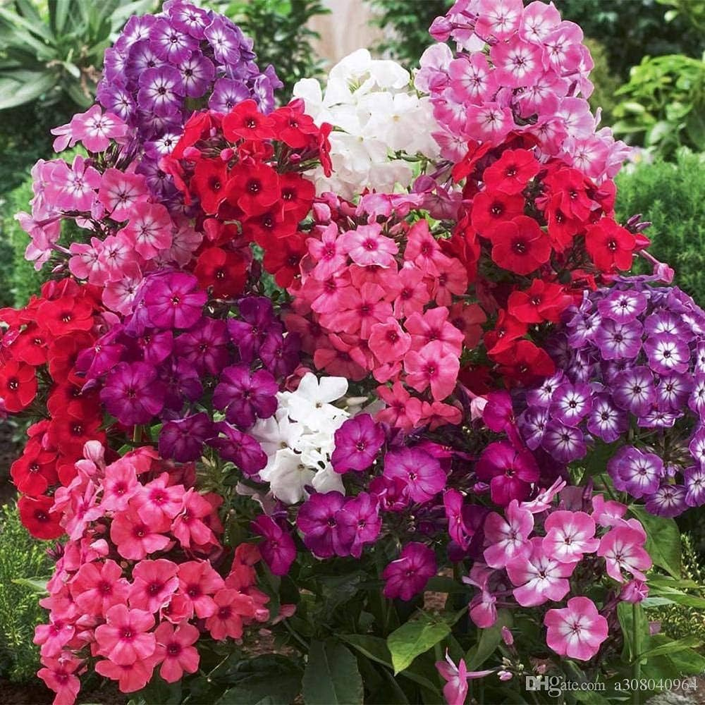 Phlox-Samen Ethnie Mischung Blumen Samen
