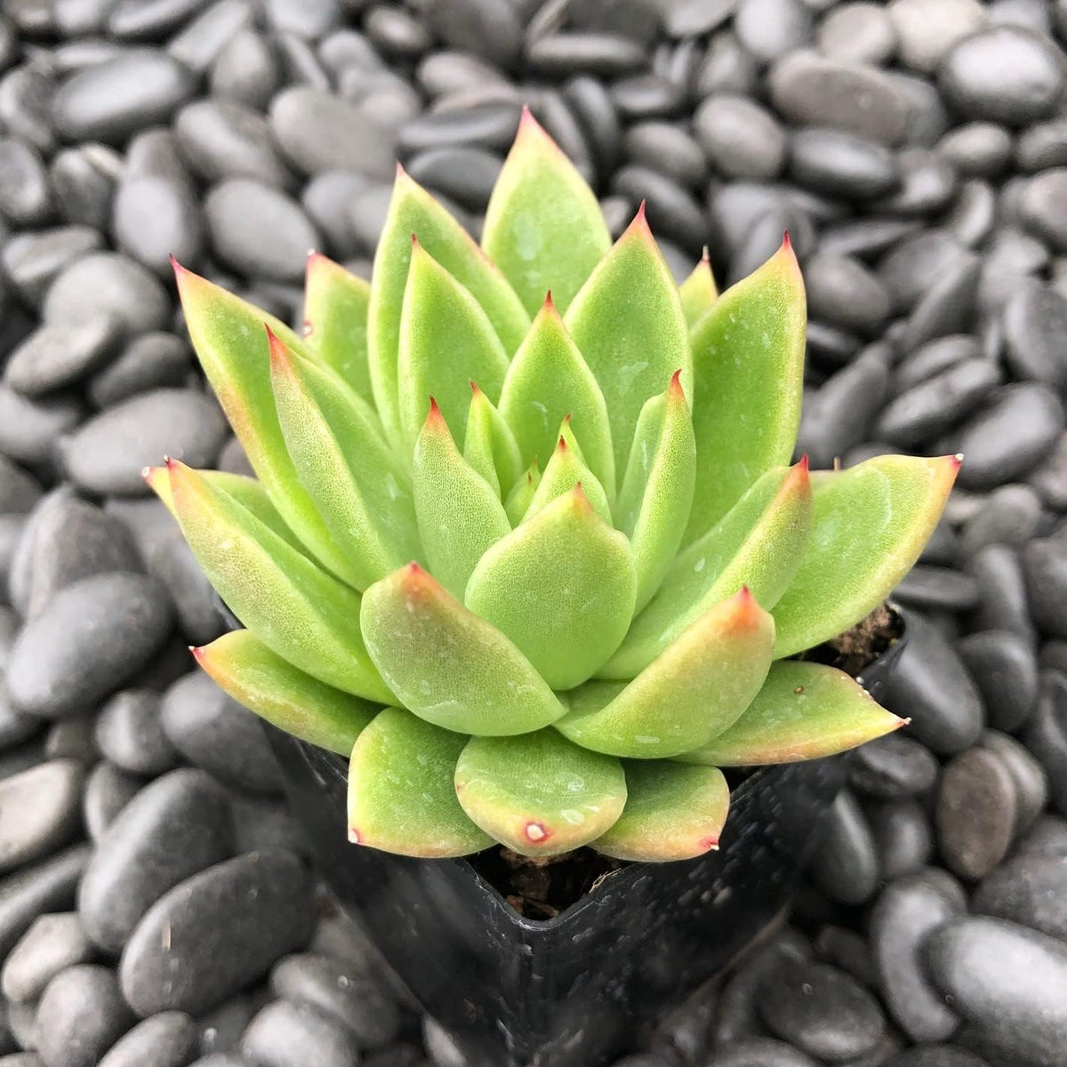 Semillas de flores blume samen for anpflanzung low maintenance heirloom & gmo free samen for home garten
 
 sale samen for home garten anpflanzung