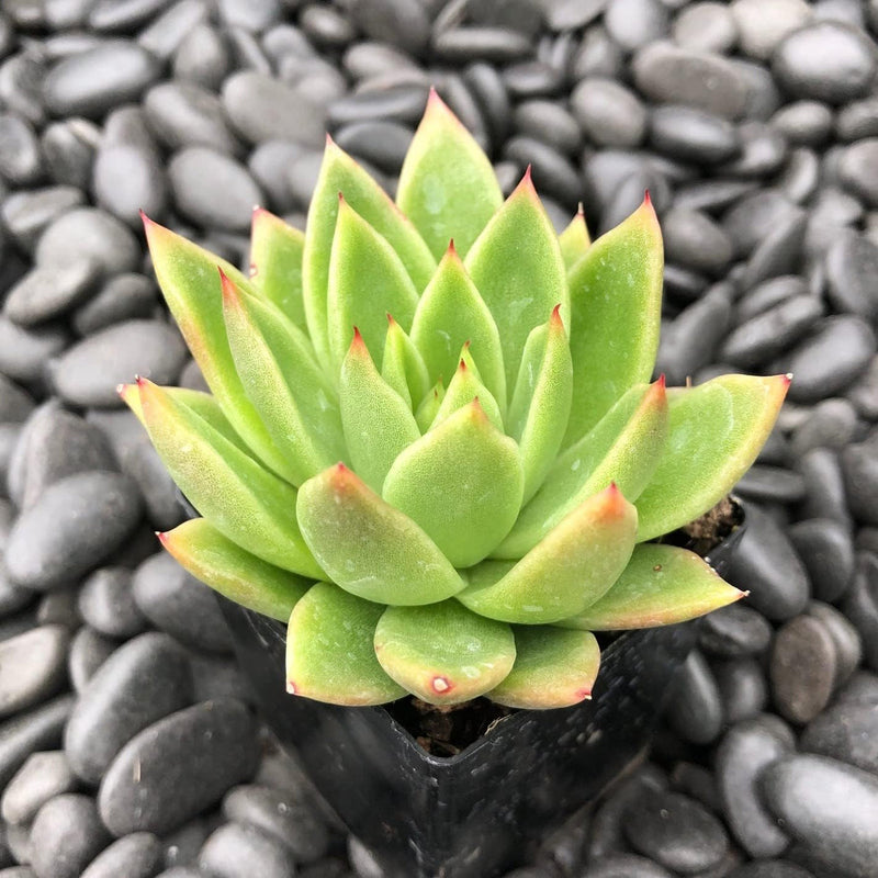 Semillas de flores blume samen for anpflanzung low maintenance heirloom & gmo free samen for home garten
 
 sale samen for home garten anpflanzung