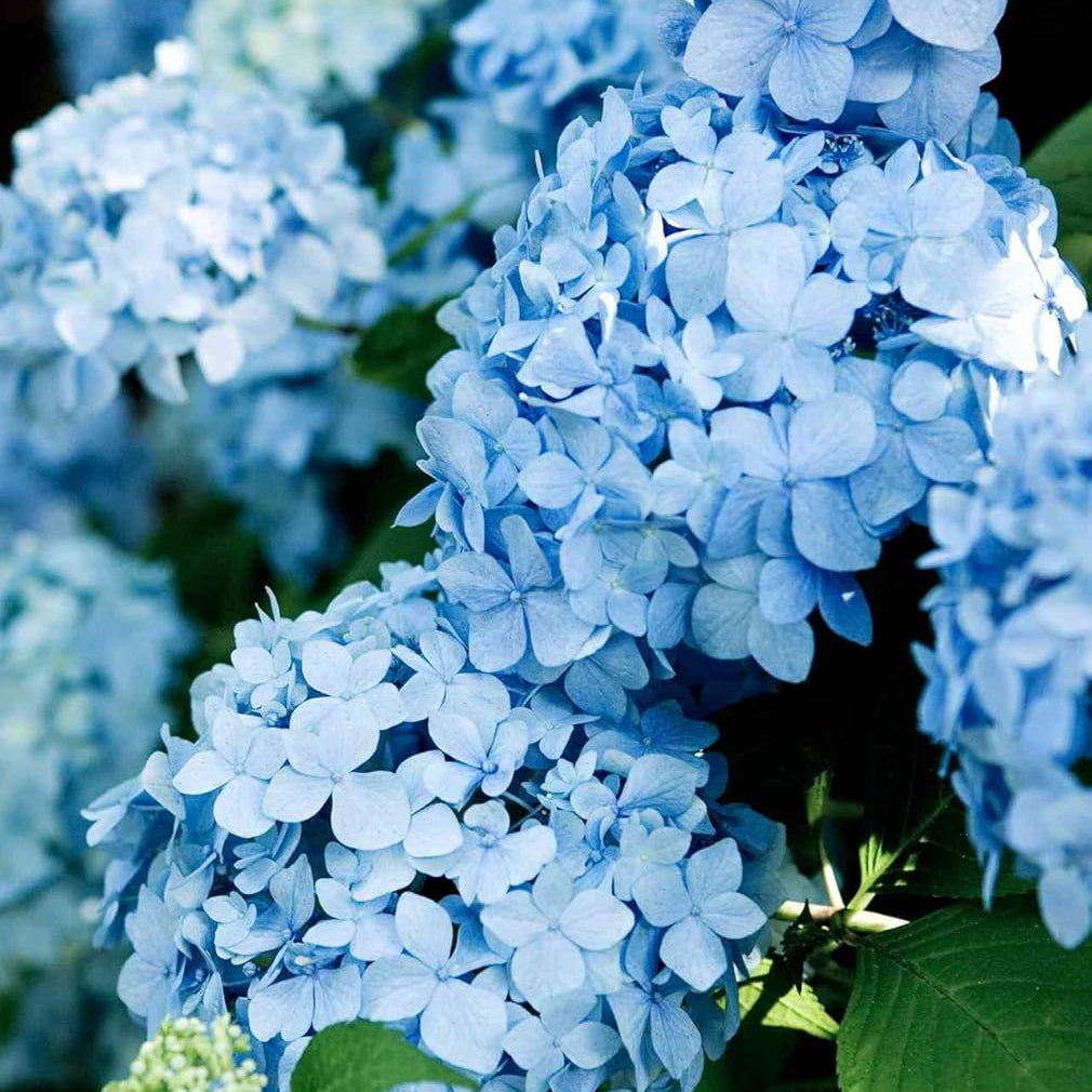 Sky blau hydrangea blume samen for anpflanzung - cut blume favorite, heirloom & gmo free samen for home garten
 
 sale for anpflanzung in home garten
