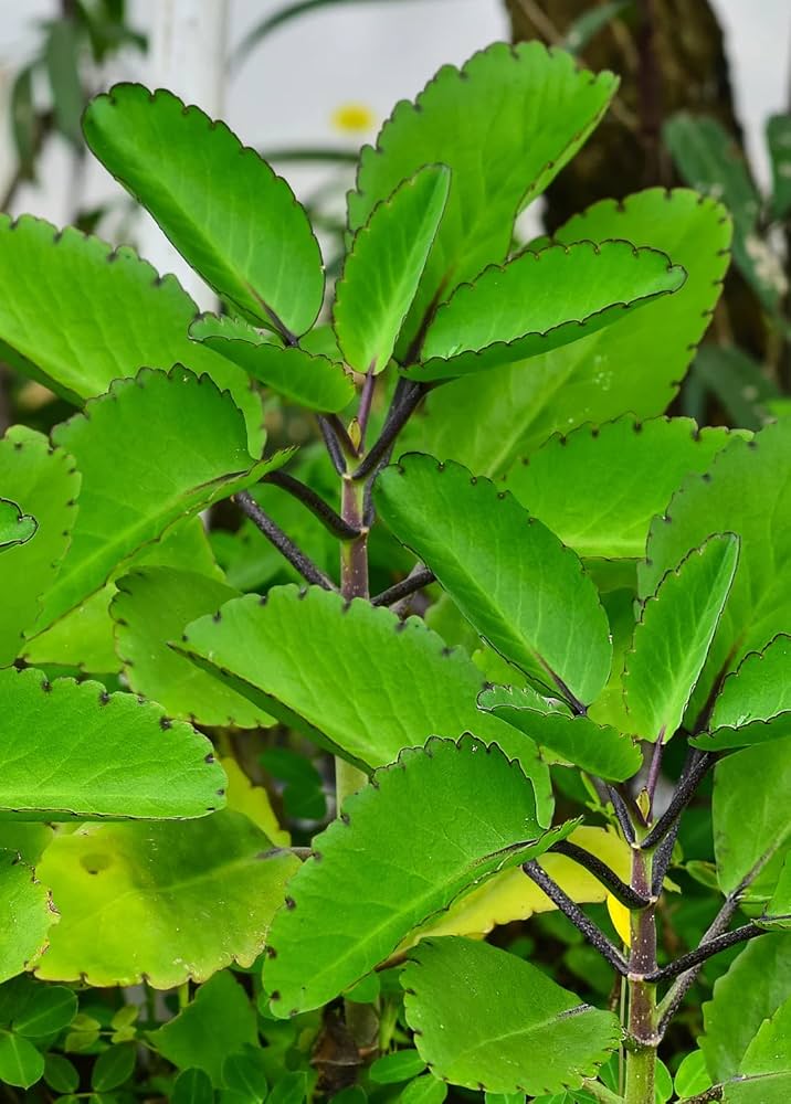 Flammendes Käthchen Pinnata Blumensamen zur Aussaat Bestäuber freundlich Traditionssorte & ohne Gentechnik Samen Hausgarten